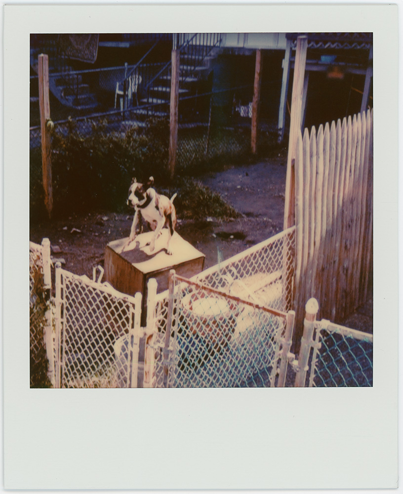 Polaroid 49